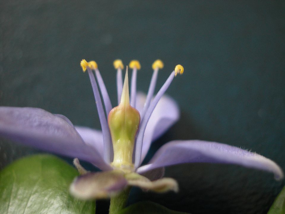 Zygophyllaceae Guaiacum officinale