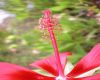 image of Hibiscus coccineus