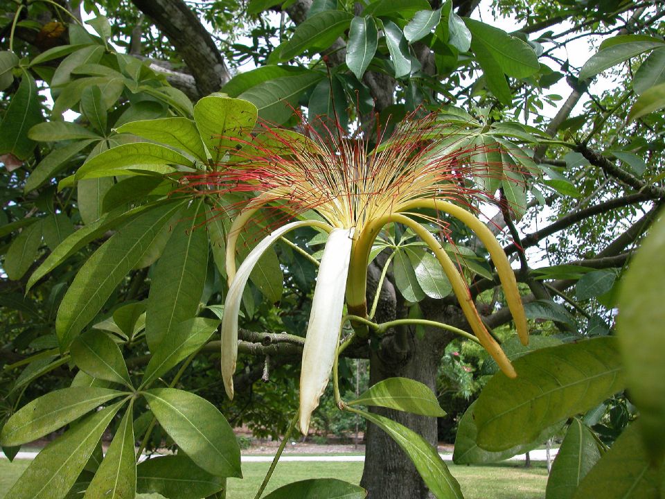 Bombacaceae Pachira aquatica