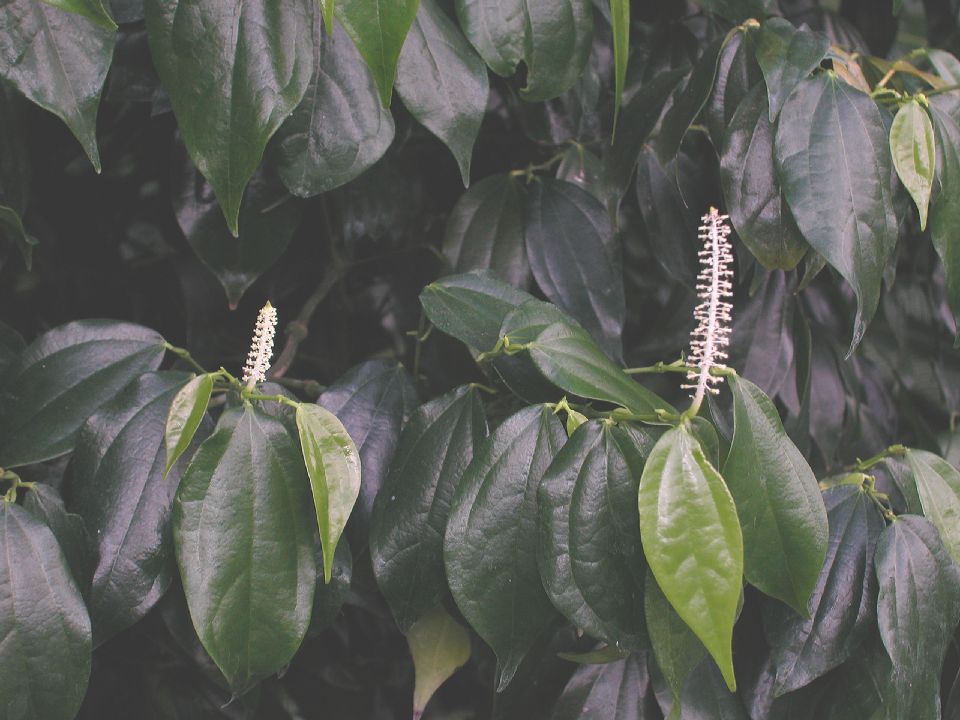 Piperaceae Piper neesianum