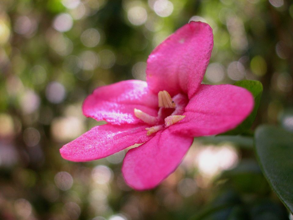 Rutaceae Ravenia spectabilis