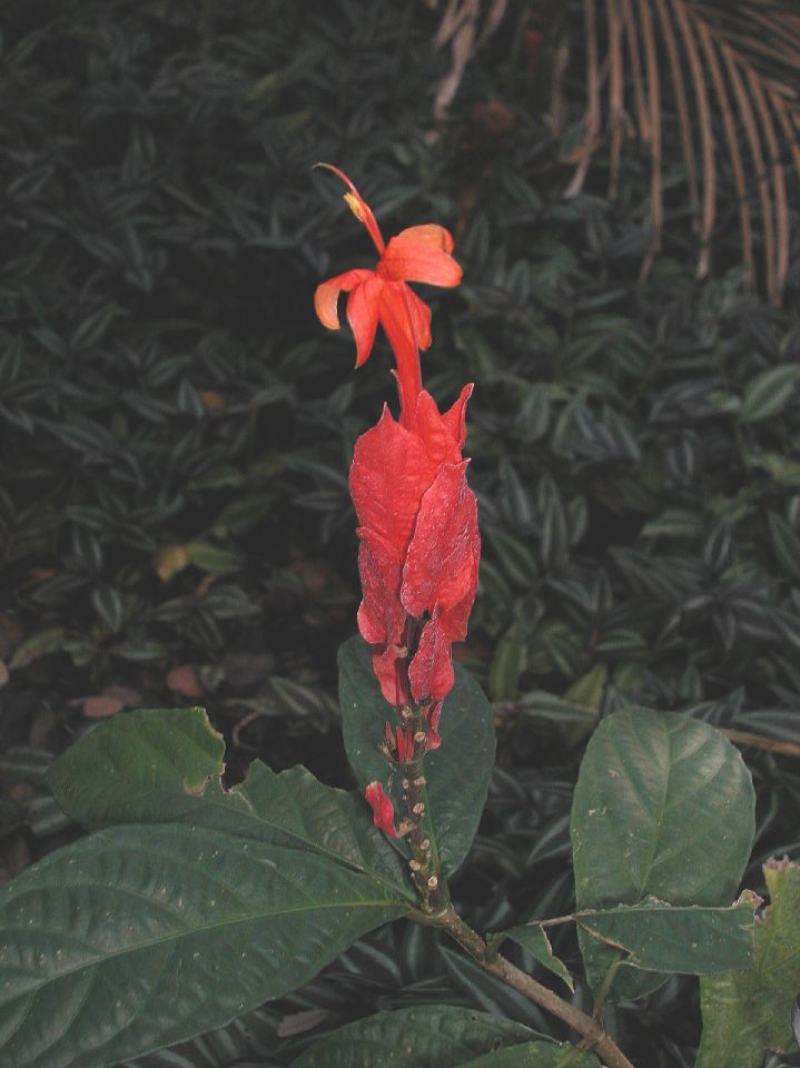 Acanthaceae Ruellia colorata