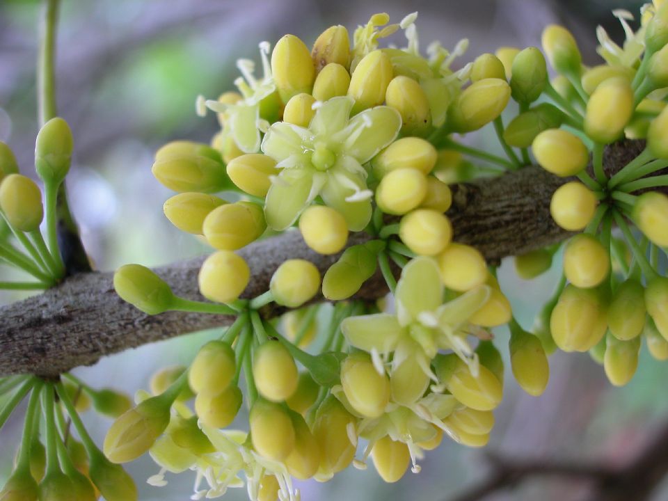 Sapotaceae Sideroxylon foetidissimum