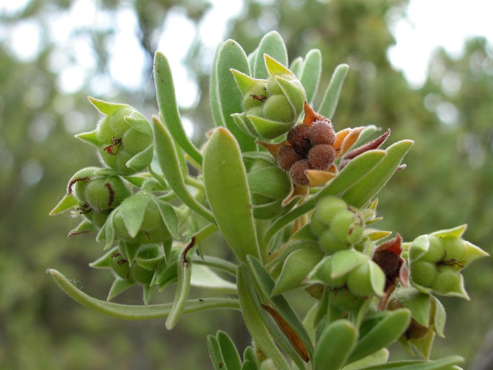 Surianaceae Suriana maritima