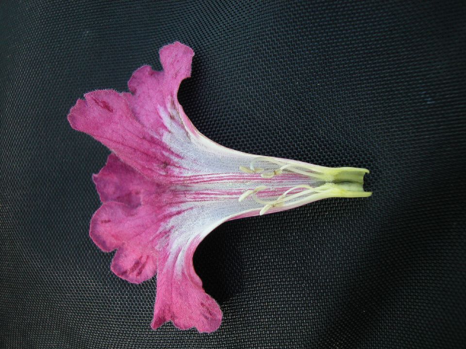 Bignoniaceae Tabebuia lepidota