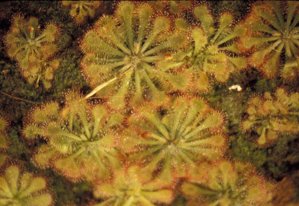 Droseraceae Drosera sp. 1