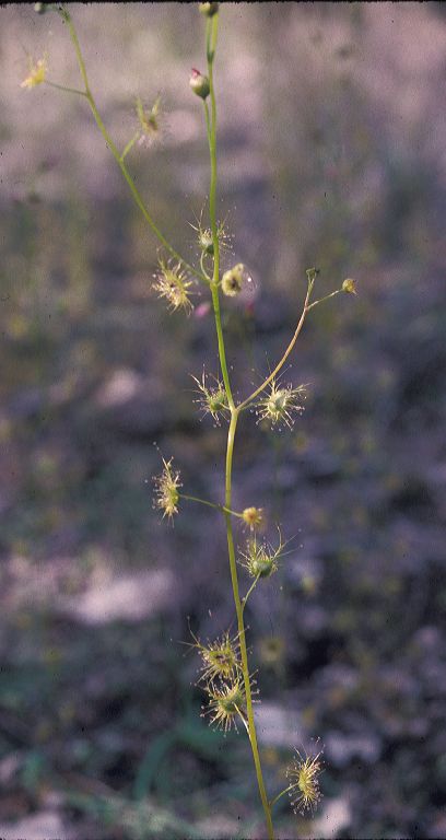 Droseraceae Drosera sp. 2