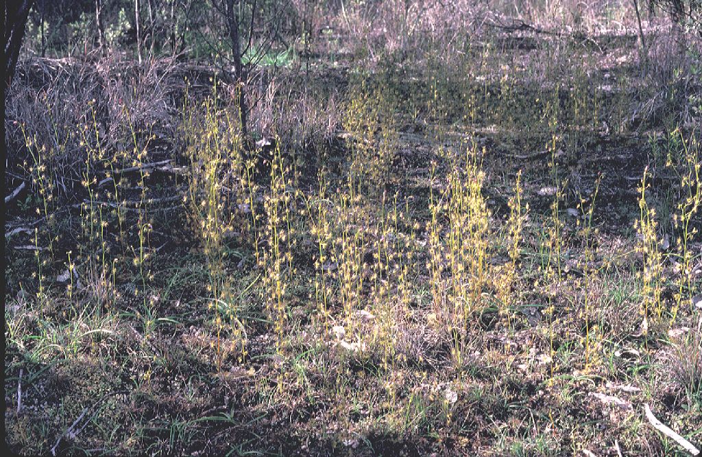 Droseraceae Drosera sp. 2