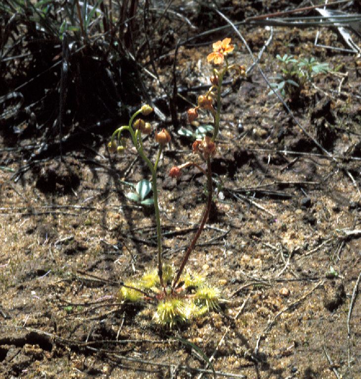 Droseraceae Drosera sp. 1