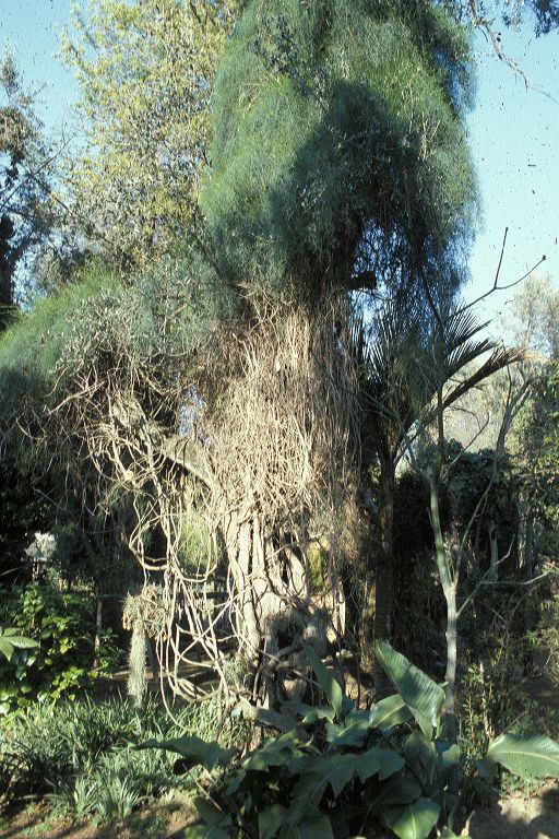 Ephedraceae Ephedra altissima