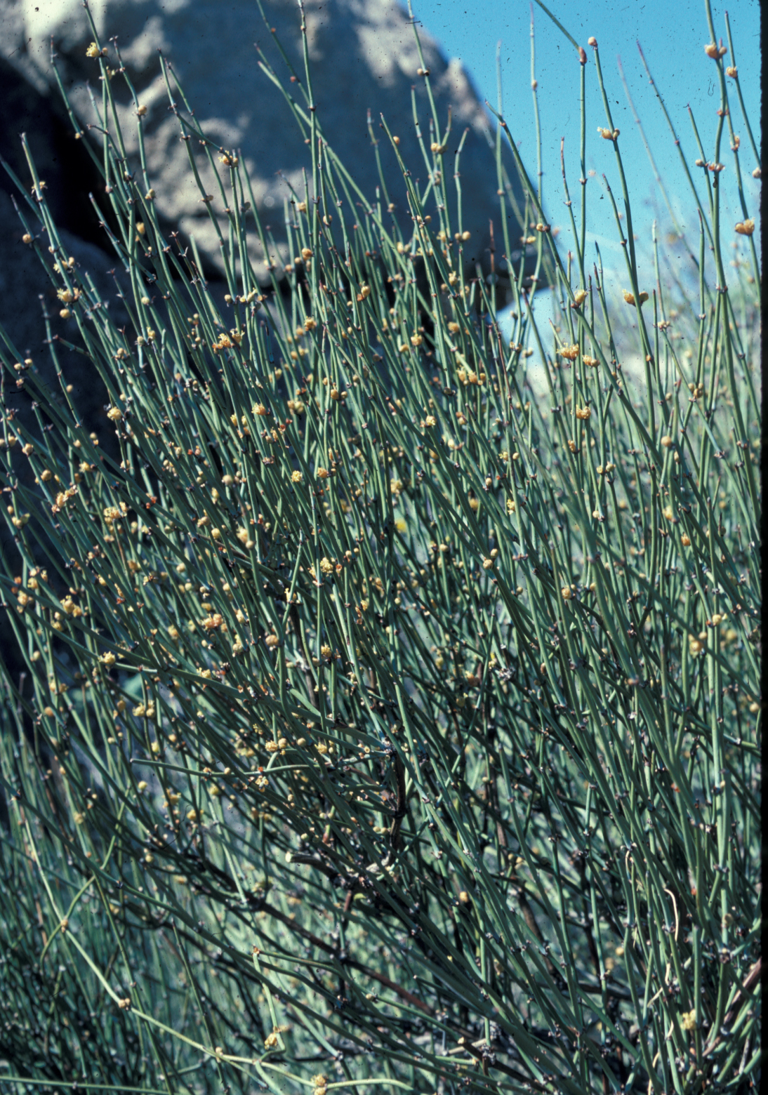 Ephedraceae Ephedra californica