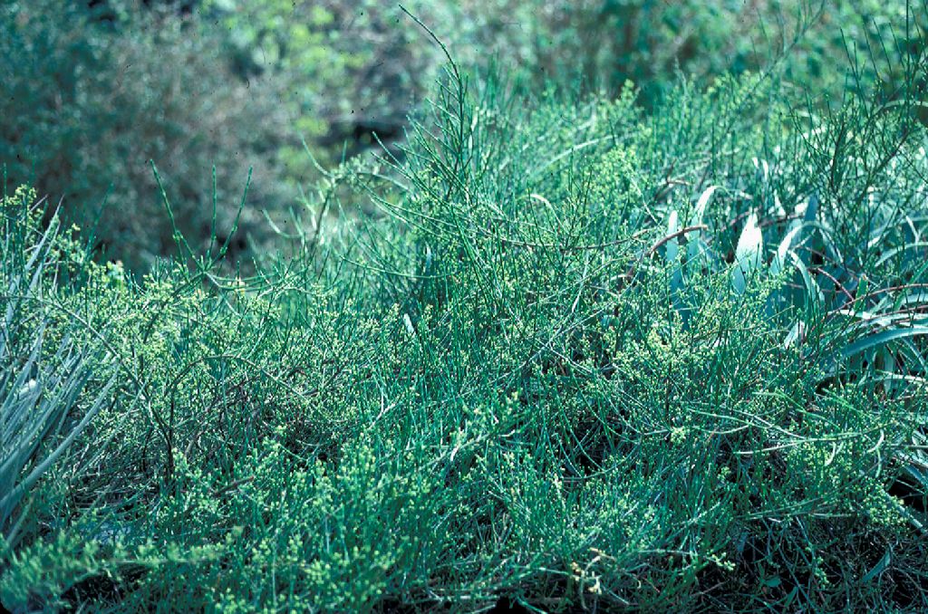 Ephedraceae Ephedra chilensis