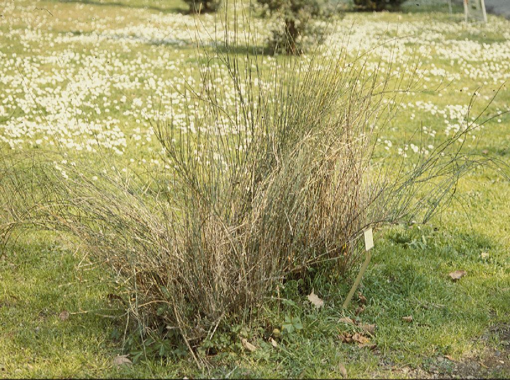 Ephedraceae Ephedra distachya