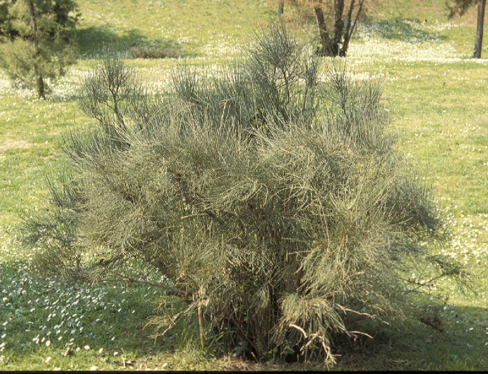 Ephedraceae Ephedra major