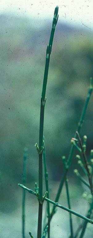 Ephedraceae Ephedra trifurca