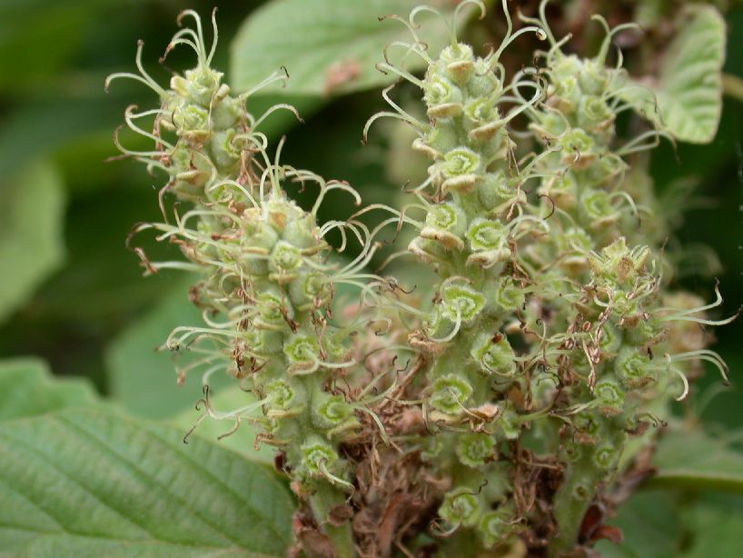 Hamamelidaceae Fothergilla gardenii