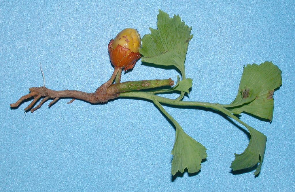 Ginkgoaceae Ginkgo biloba