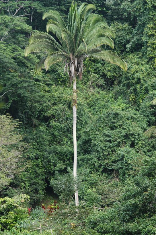 Arecaceae Attalea cohune