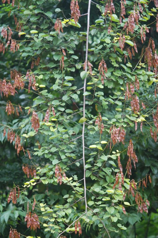 Fabaceae Bauhinia herrarae
