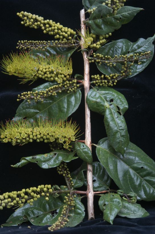 Combretaceae Combretum fruticosum