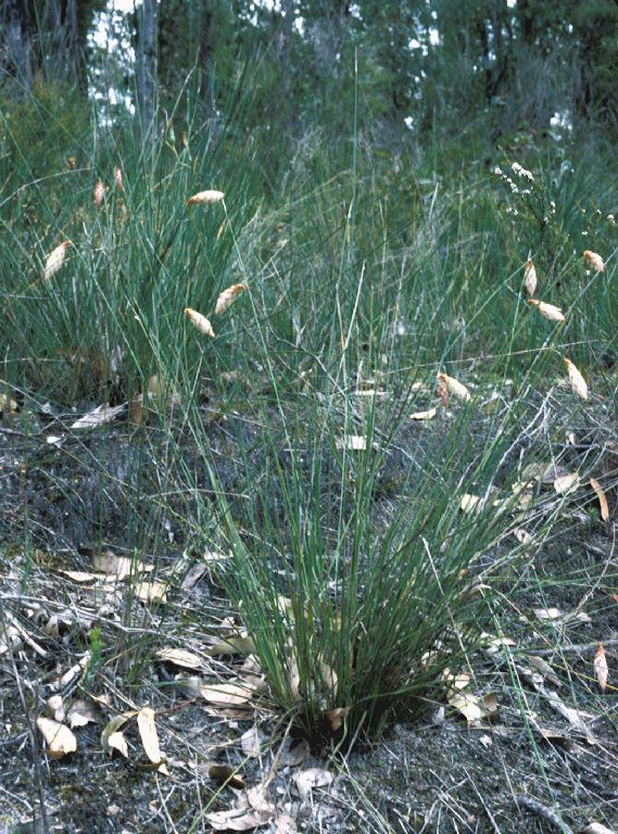 Asphodelaceae Johnsonia lupulina