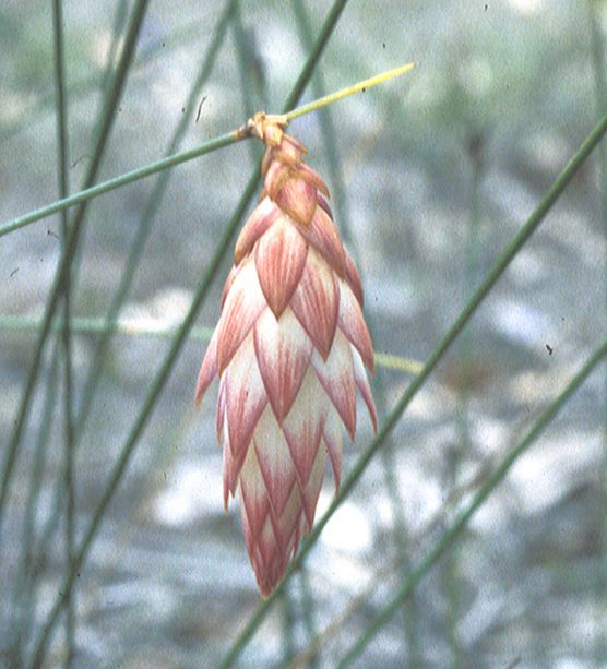 Asphodelaceae Johnsonia lupulina