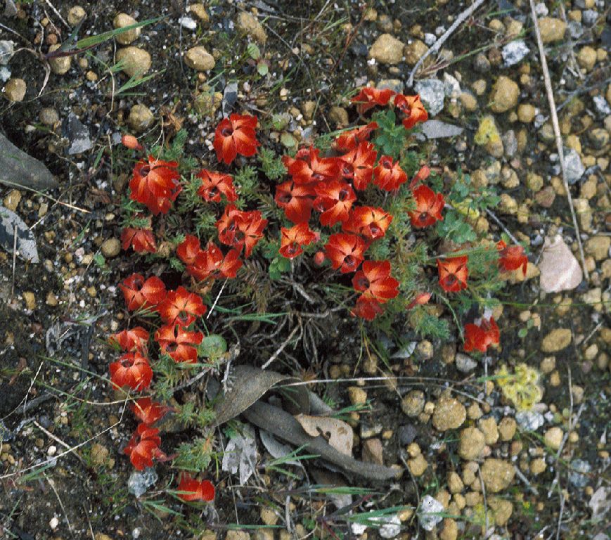 Goodeniaceae Lechenaultia formosa