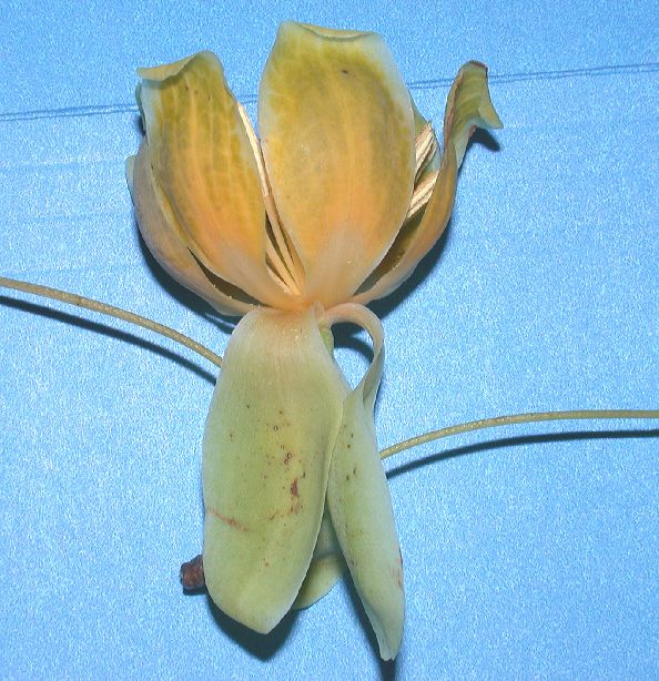 Magnoliaceae Liriodendron chinense