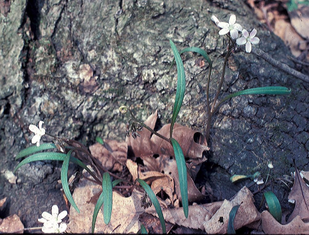 Montiaceae Claytonia virginica