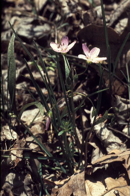 Montiaceae Claytonia caroliniana