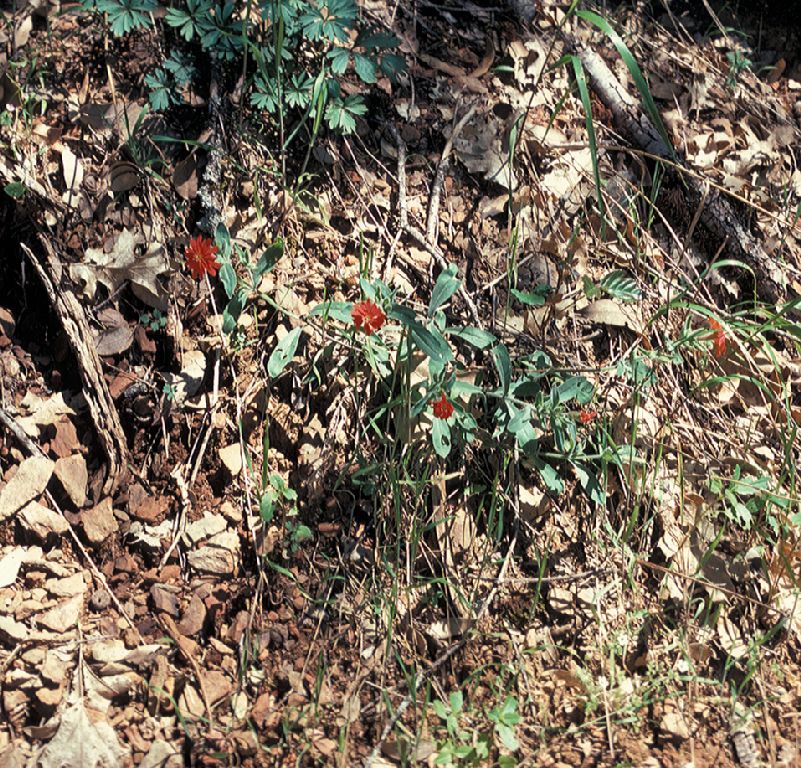 Caryophyllaceae Silene californica