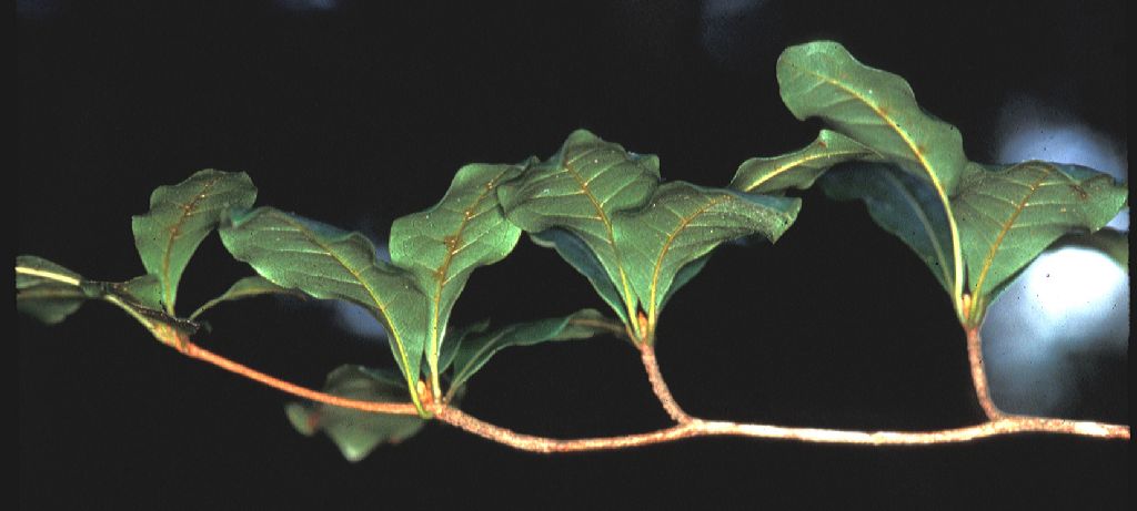 Combretaceae Buchenavia parvifolia