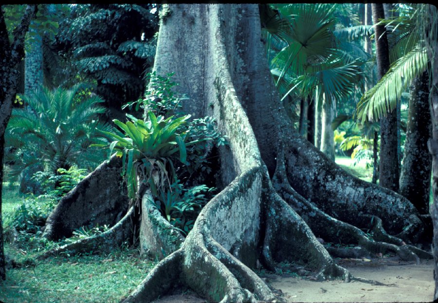Bombacaceae Ceiba pentandra