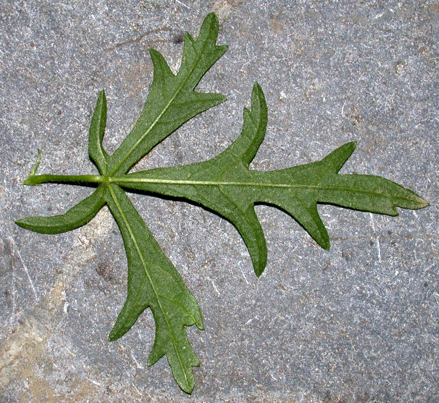 Malvaceae Malva alcea