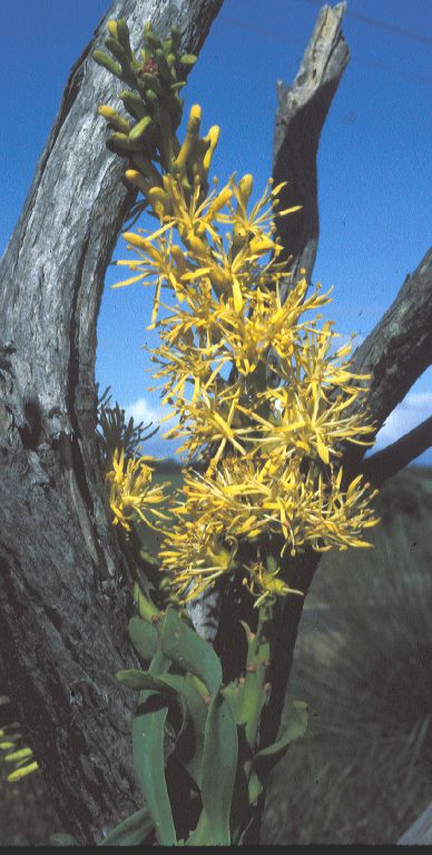 Loranthaceae Nuytsia floribunda