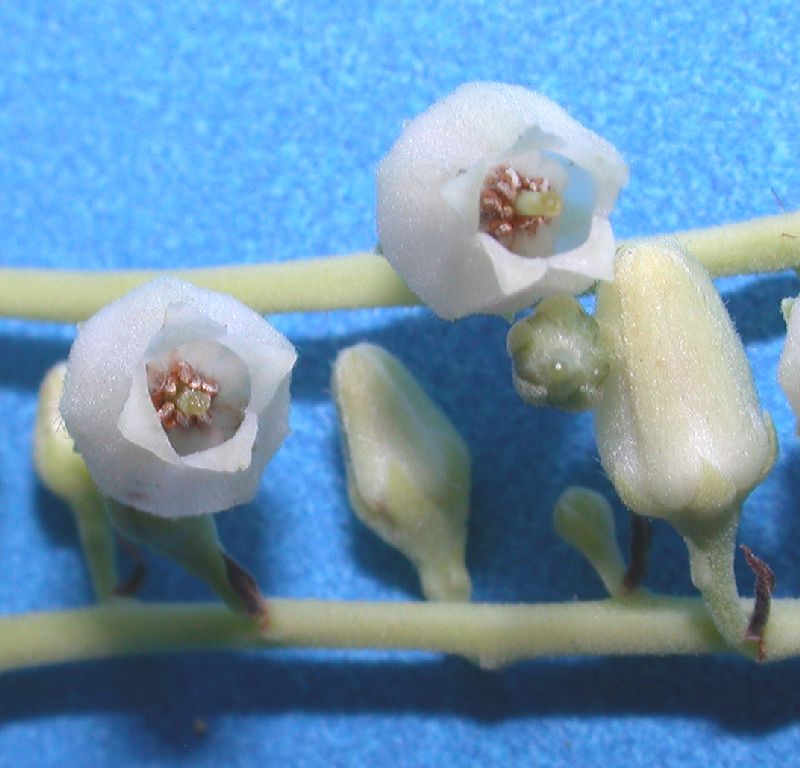Ericaceae Oxydendrum arboreum