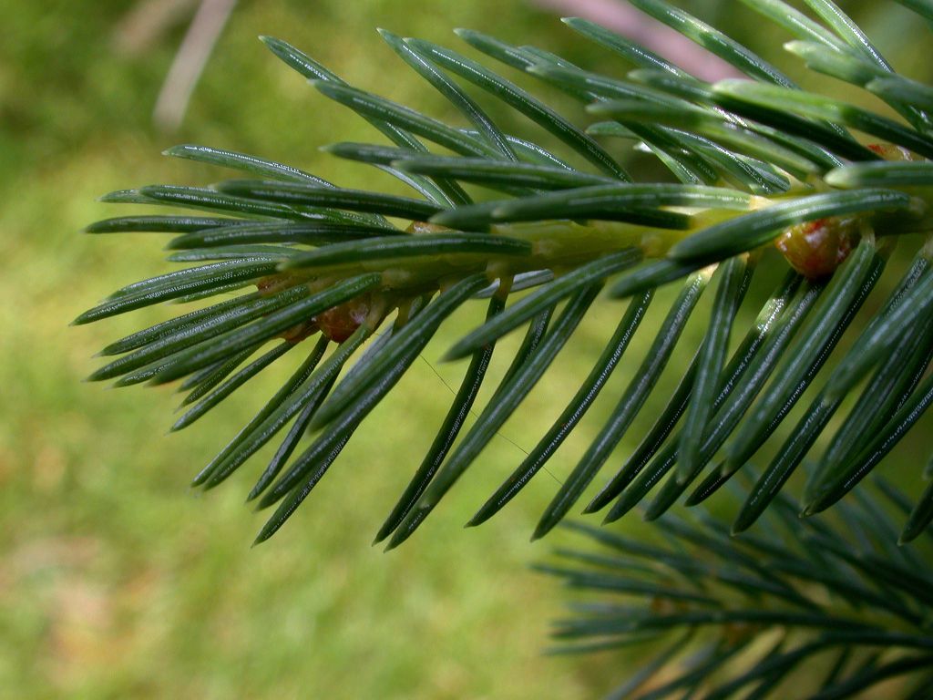 Pinaceae Picea balfouriana