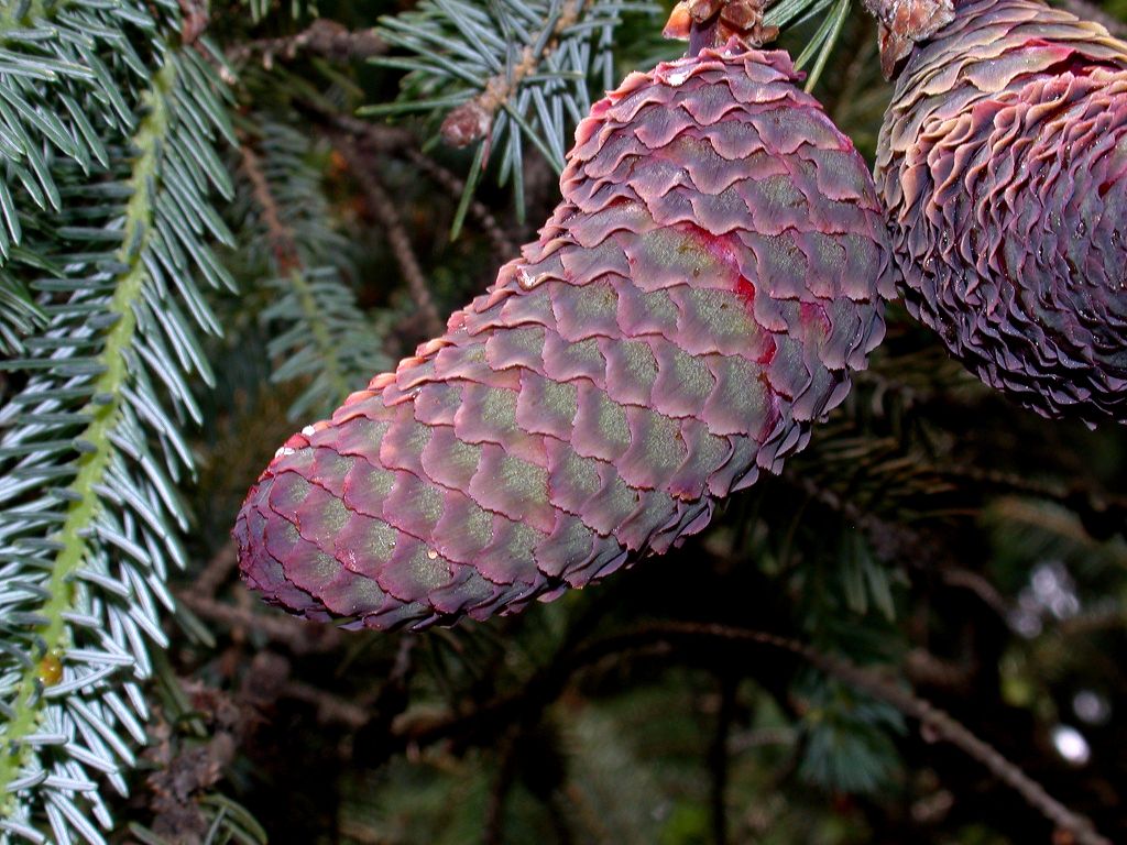 Pinaceae Picea balfouriana