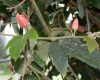 image of Passiflora vitifolia
