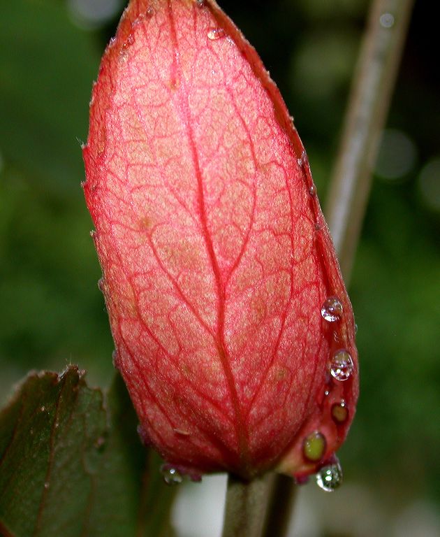 Passifloraceae Passiflora vitifolia