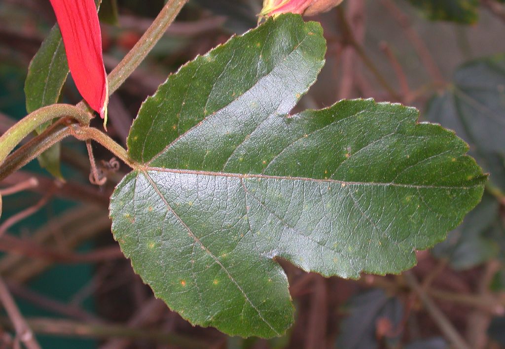 Passifloraceae Passiflora vitifolia