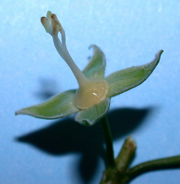 Hydrangeaceae Philadelphus coronarius