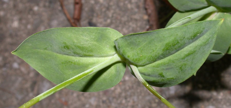 Caryophyllaceae Silene armeria