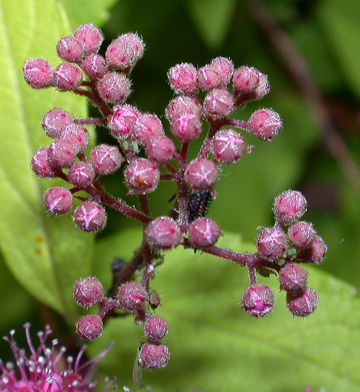 Rosaceae Spiraea bumalda