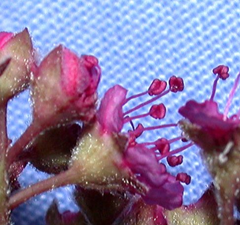 Rosaceae Spiraea bumalda
