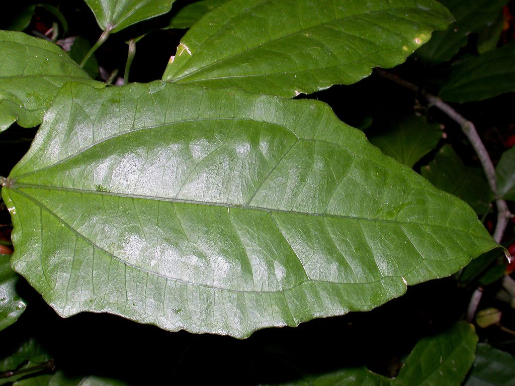 Acanthaceae Thunbergia mysorensis