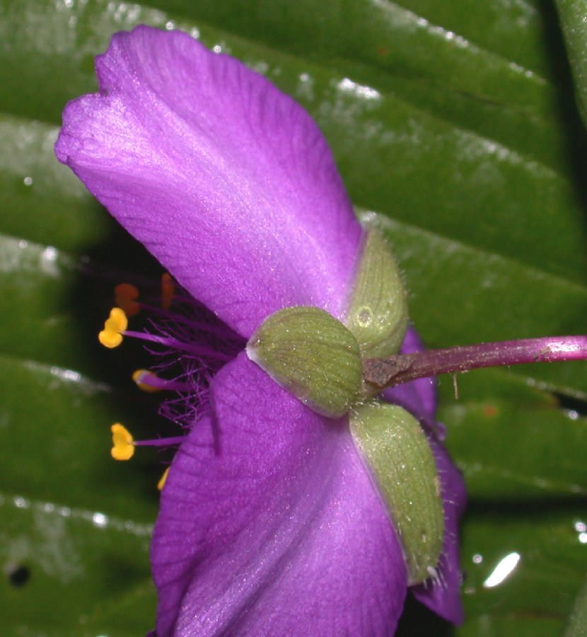 Commelinaceae Tradescantia ohiensis