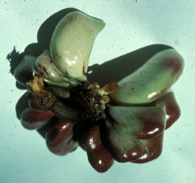 Annonaceae Xylopia 