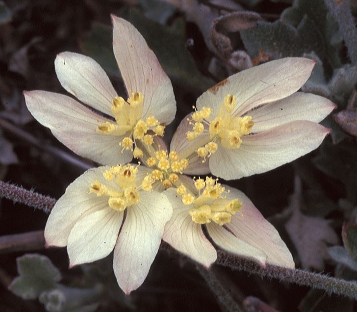 Apiaceae Xanthosia 