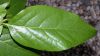 image of Chimonanthus praecox